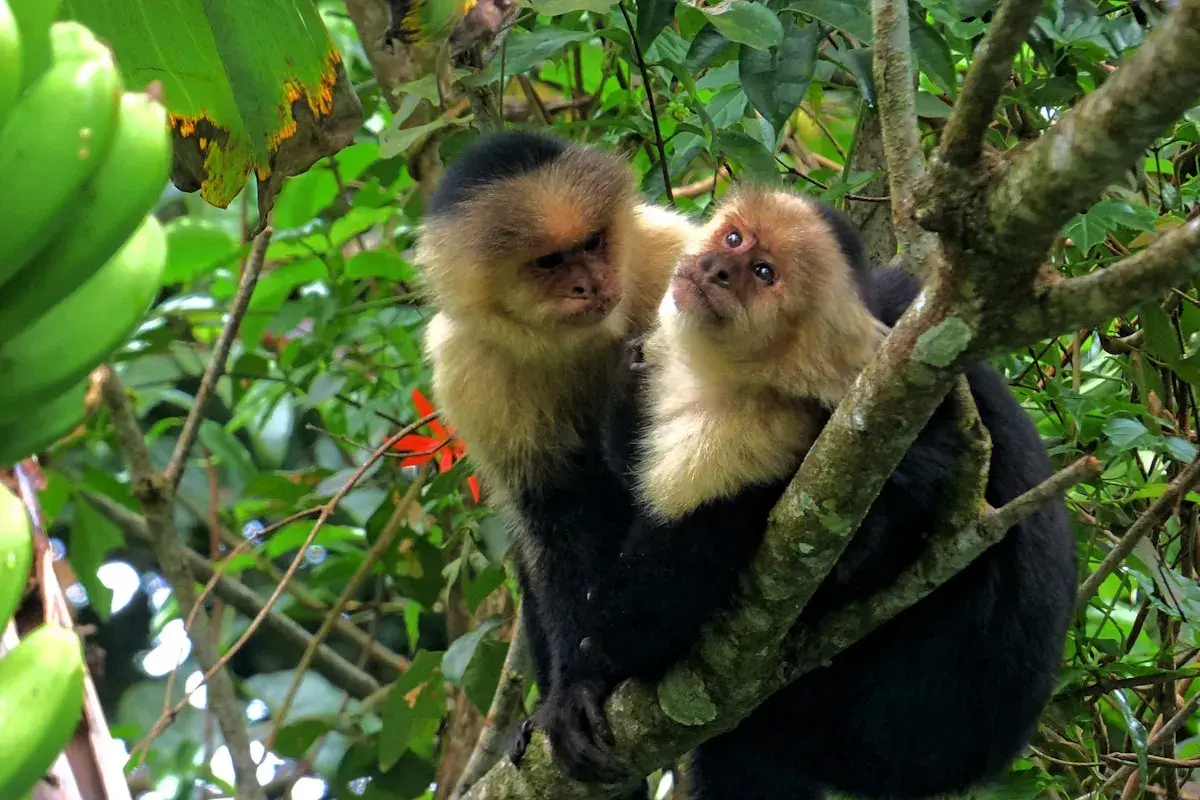 Family Vacation Jaco - Monkey Mangrove Tour