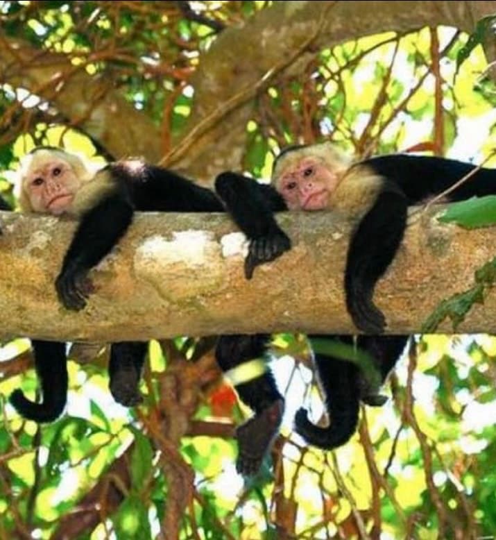 Family Vacation Jaco - Costa Rica Family Vacation activities