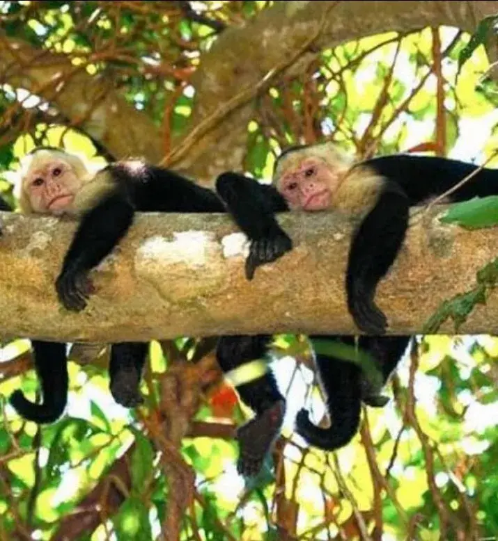Family Vacation Jaco - Manuel Antonio